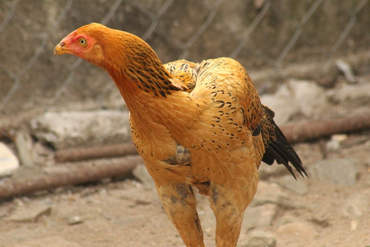 Nattu Kollu